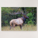 Search for elk puzzles Hunting