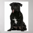 Search for pug picture posters Small