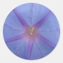 Search for morning glory flowers stickers Garden