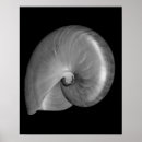 Search for nautilus shells posters Beach