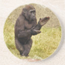 Search for chimp monkey coasters Chimpanzee