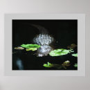 Search for gators posters Animal