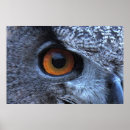 Search for eagle eyes art Nature