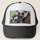 Search for lemur hats Primate