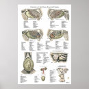 Search for horse anatomy posters Equine