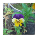 Search for pansy tiles Yellow