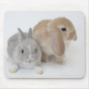 Search for lop electronics Cute