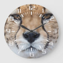Search for big clocks Feline