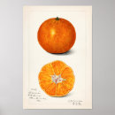 Search for newton posters Fruit