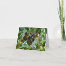 Search for bug art cards Dragonflies