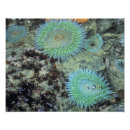 Search for tide pool art Seascape