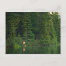 Search for boreal forest postcards Landscape