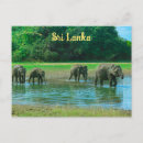 Search for sri lanka postcards Animals