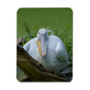 Search for captivating magnets Bird