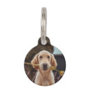 Search for dog supplies Cute