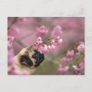 Search for smells postcards Dog