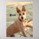 Search for queensland heeler posters Blue