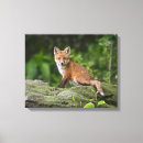 Search for wild fox canvas prints Mammal