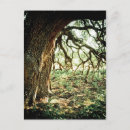 Search for oak tree postcards Woods