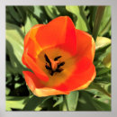 Search for orange tulip posters Nature