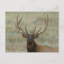 Search for elk postcards Nature photography