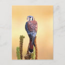 Search for native america postcards Bird