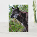 Search for black wolf cards Nature