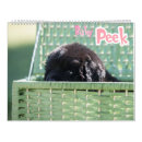 Search for landseer newfoundland Puppy