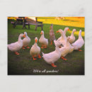 Search for funny wildlife postcards Cute