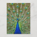 Search for peacock feathers postcards Photography