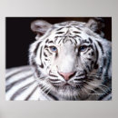 Search for white tiger posters Wild cats
