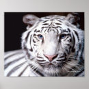 Search for white tiger posters Wild cats