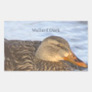 Search for mallard duck stickers Photography