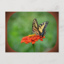 Search for butterfly postcards Bug