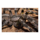 Search for arachnids art Tarantula