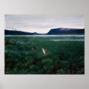 Search for wild duck posters Wildlife