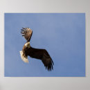 Search for carve posters Usa