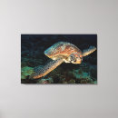 Search for cute turtle art Sealife