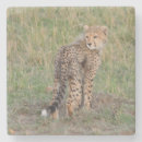Search for cub coasters Cheetah