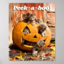 Search for kitten posters Humor