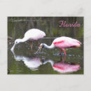 Search for roseate postcards Florida