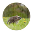 Search for hedgehog chopping boards Mammal