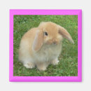 Search for lop magnets Rabbit
