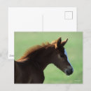 Search for backlit postcards Animal