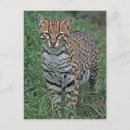 Search for ocelot postcards Wildlife
