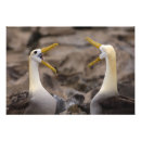 Search for albatross posters Ocean