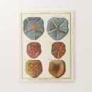 Search for coastal puzzles Seashore