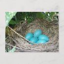 Search for robin egg postcards Nest