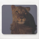 Search for namibia mousepads Wildlife