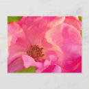 Search for abstract rose postcards Flower